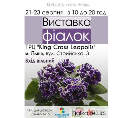 Виставка фіалок у Львові 21-23 серпня